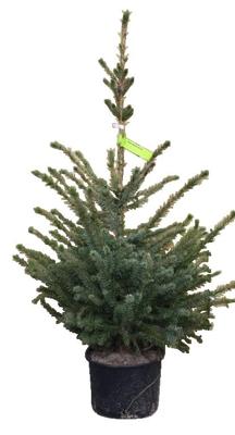 Kerstboom Warentuin Picea Omorika 40 - 60 cm in pot Warentuin Natuurlijk - Warentuin natuurlijk