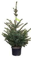 Kerstboom Warentuin Picea Omorika 40 - 60 cm in pot Warentuin Natuurlijk - Warentuin natuurlijk - thumbnail