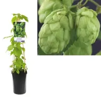 Klimplant Hop - Humulus Lupulus Nordbrau - thumbnail
