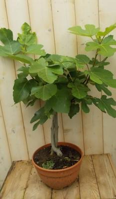 Vijg 60 cm Ficus Warentuin Natuurlijk - Warentuin natuurlijk