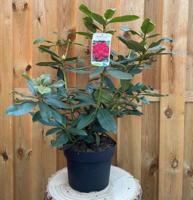 Rhododendron Nove Zembla groenblijvende heester rododendron met rode bloemen ca. 60-70cm incl. pot Warentuin Natuurlijk - Warentuin natuurlijk - thumbnail