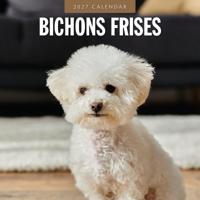 Bichon Frise Kalender 2027 - thumbnail