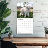 Pyreneese Berghond Kalender 2026 - thumbnail