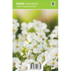 Rijstebrij (arabis little treasure "White") voorjaarsbloeier - 12 stuks