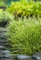 Moerings Scirpus isolepsis - naaldgras - thumbnail