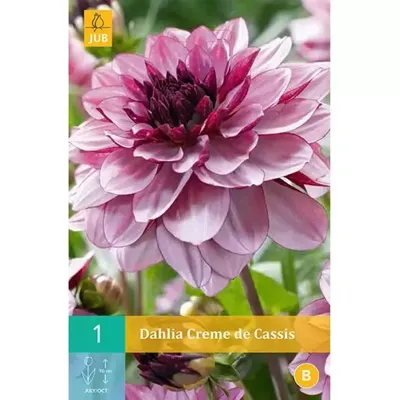 Dahlia creme de cassis