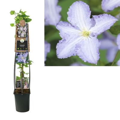 Grootbloemige Clematis Blue Angel 120 cm klimplant