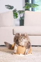 Designed by Lotte Krab+speelbol mila hout - thumbnail