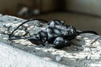 Brennenstuhl 1082120 3-voudige koppeling Rubber 230 V Zwart IP44 - thumbnail