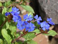 Loodkruid - thumbnail