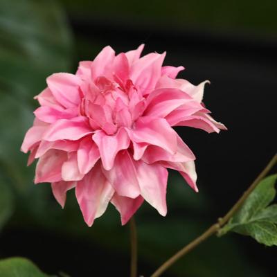 Dahlia Kunsttak deluxe 78cm Rose