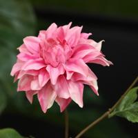 Dahlia Kunsttak deluxe 78cm Rose - thumbnail
