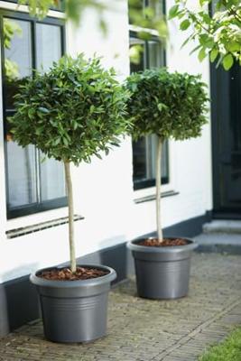 Elho green basics cilinder bloempot 55 cm living black