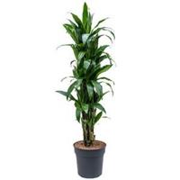 Dracaena janet craig L kamerplant - thumbnail