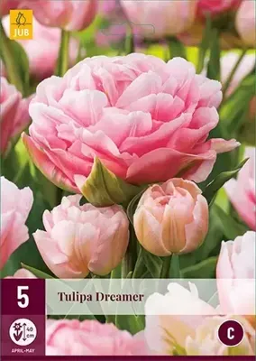 Tulp Dreamer 5 bollen Tulp Dreamer 5 bollen