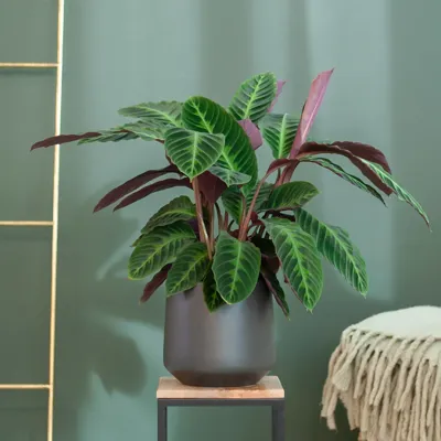 Calathea Warscewiczii - Schaduwplant - P19