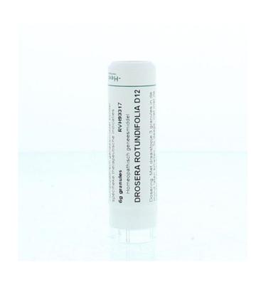 Drosera rotundifolia D12