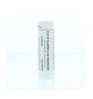 Drosera rotundifolia D12 - thumbnail