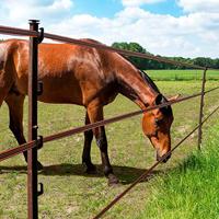 Gallagher Duopack Vario paal terra 1,00m (2x10) - 072507 072507 - thumbnail