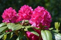 Rhododendron - thumbnail