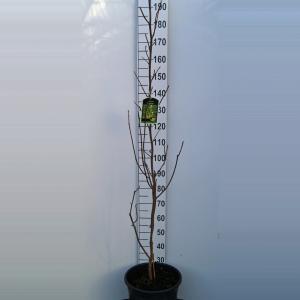 Magnolia struik Daphne - 175 - 200 cm - 1 stuks