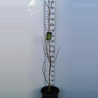 Magnolia struik Daphne - 175 - 200 cm - 1 stuks - thumbnail