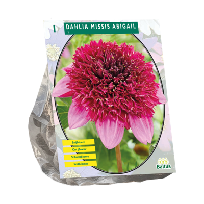 Dahlia Missis Abigail 1 stuks bloembollen Baltus - Baltus