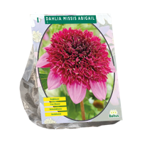 Dahlia Missis Abigail 1 stuks bloembollen Baltus - Baltus - thumbnail
