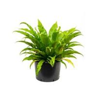 Asplenium antiquum varen kamerplant - thumbnail