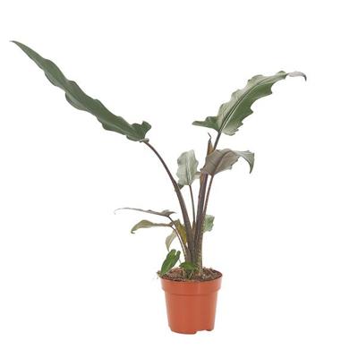 Alocasia Lauterbachiana - P 12 cm
