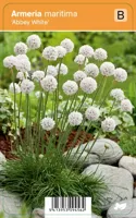 Vips Armeria maritima Abbey White - Engels gras - thumbnail