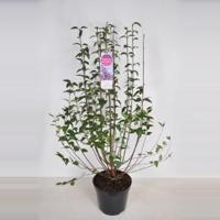 Sering (syringa chinensis "Saugeana") - 90-120 cm - 1 stuks - thumbnail