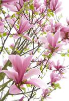 Beverboom - thumbnail