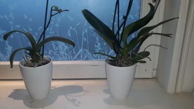 Orchidee pot steen Wit - Warentuin mix