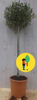 Olijfboom Olea stamhoogte 50 cm en boomhoogte 100 cm Warentuin Natuurlijk - Warentuin natuurlijk - thumbnail