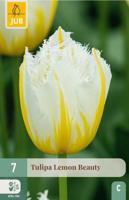 Tulp lemon beauty 7 bollen - thumbnail