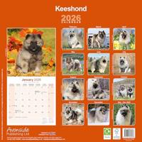Keeshond Kalender 2026 - thumbnail