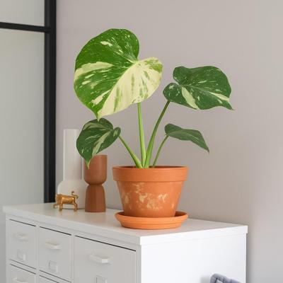 Monstera Thai Constellation - P 15 cm