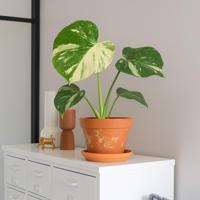 Monstera Thai Constellation - P 15 cm - thumbnail