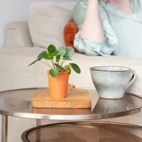 Mini Pannenkoekplant - Pilea Peperomioides - P6 - thumbnail