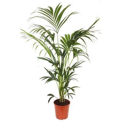 Howea Forsteriana (Kentiapalm) - P 24 cm