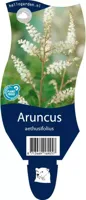 Aruncus aethusifolius vaste plant Griffioen - Griffioen - thumbnail