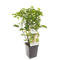 Witte bes (ribes rubrum "Witte Parel") fruitplanten - In 5 liter pot - 1 stuks - thumbnail