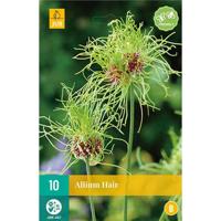 Allium hair 10 bollen - thumbnail