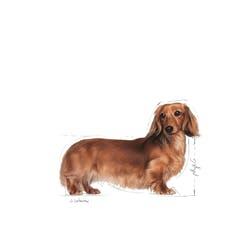 Royal Canin Adult Dachshund (Teckel) natvoer hond (paté) 2 dozen (24 x 85 g) Royal Canin Adult Dachshund (Teckel) natvoer hond (paté) 2 dozen (24 x 85 g)