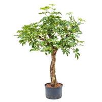 Schefflera arboricola stam L hydrocultuur plant - thumbnail