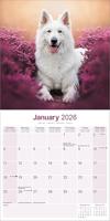 Witte Herder Kalender 2026 - thumbnail