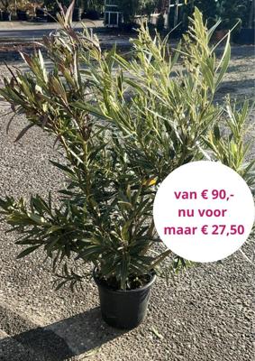 Oleander mix Oleander mix