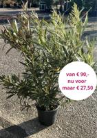 Oleander mix - thumbnail