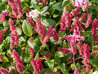 Duizendknoop Duizendknoop